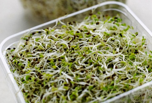 Alfalfa sprouts